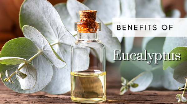 Benefits Of Eucalyptus Essential Oil