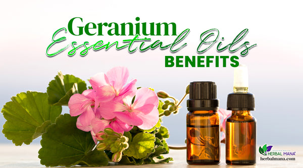 Geranium Essential Oil Benefits: Skin, Stress, & More!