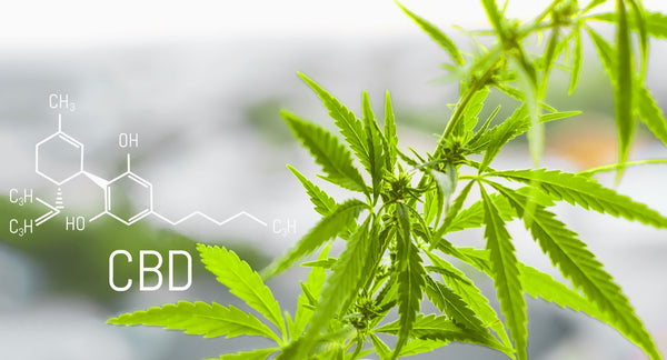 CBD 101: Your Guide To Understanding CBD