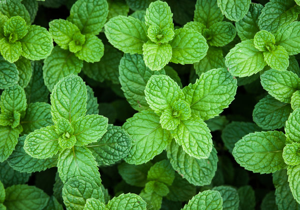 close-up of fresh peppermint leaves