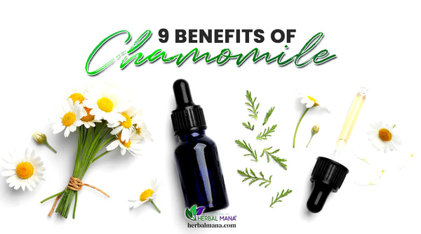 9 Chamomile Benefits & Chamomile Essential Oil Benefits Backed by Science chamomile essential oil and daisies on white