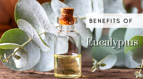 Benefits of Eucalyptus oil bottle of oil with leaves on a  wood table