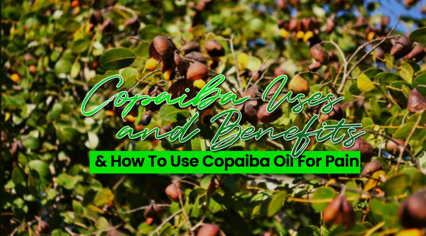 copaiba uses and benefits how to use copaiba oil for pain copaiba tree with copiaba background green and black letters with gradient