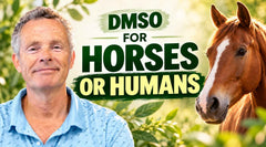 For Horses or Humans: The Real Scoop on DMSO with Todd Bailey