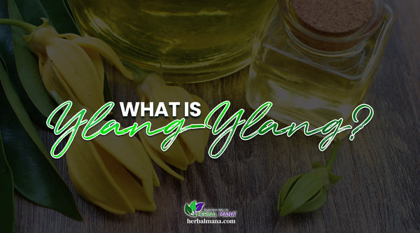 what is ylang ylang what are uses for ylang ylang the benefits of ylang ylang essential oils ylang ylang flowers laying on a wooden table next to two glass jars with ylang ylang oil white and green text overlay