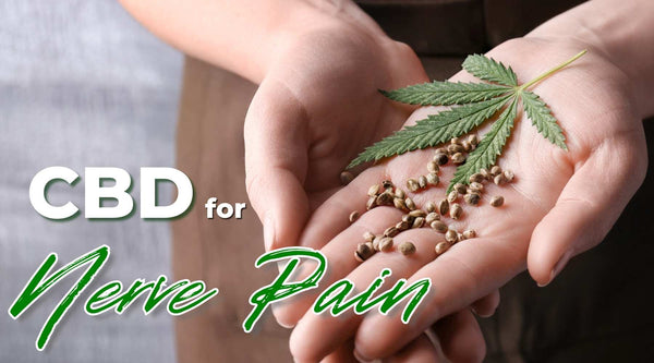 CBD for nerve pain cannabis leaf in hand with hemp seeds