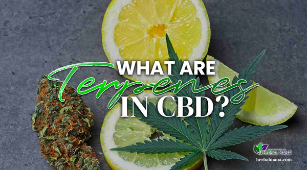What are Terpenes in CBD marijuana leaf laying on top of sliced lemon on gray counter white green text overlay