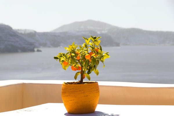 A potted orange tree with a lake and mountains in the background