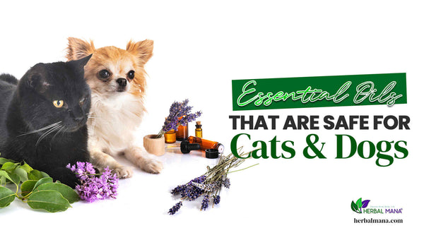 essential oils that are safe for cats dogs dog and cat sitting together with essential oils and lavender around them