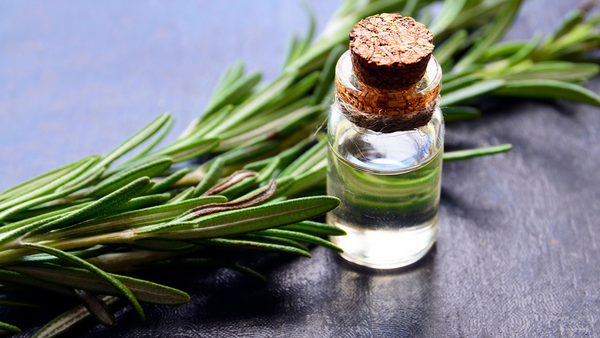 Rosemary Essential Oil + DMSO Uses and Benefits