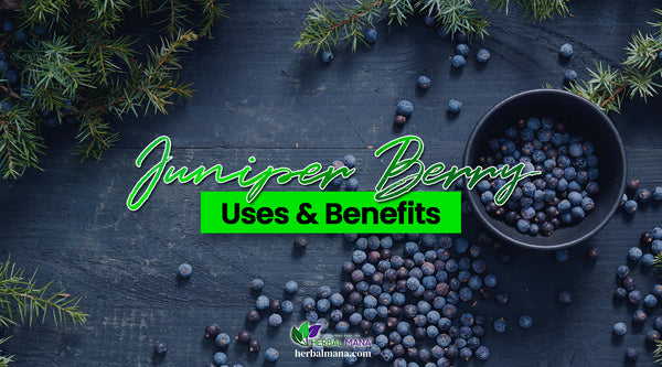 juniper berry uses benefits what are juniper berries juniper berry in a bowl with juniper branches on a dark blue black table