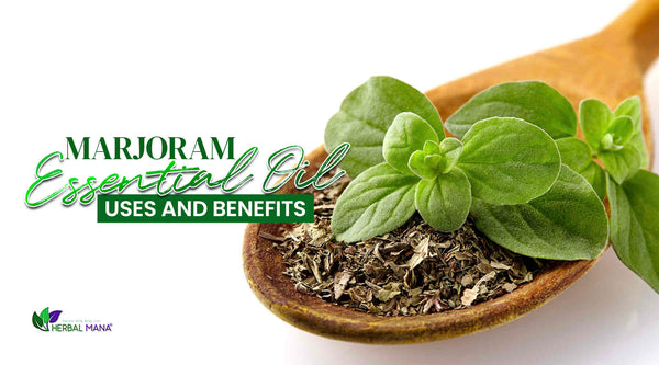 marjoram essential oil uses and benefits dried and fresh marjoram in a wooden spoon on white table close up green text overlay