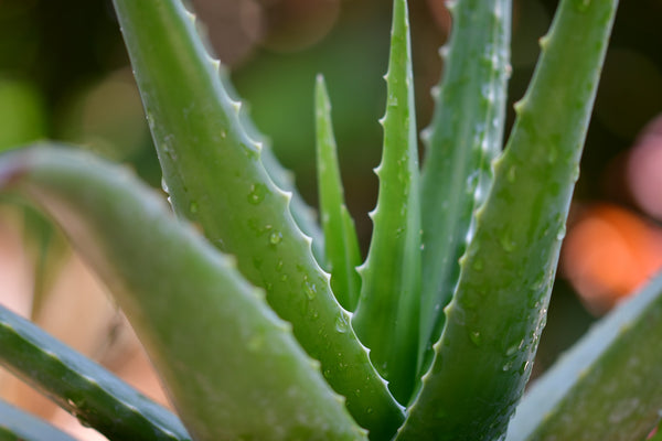 close up image of an aloe vera plant