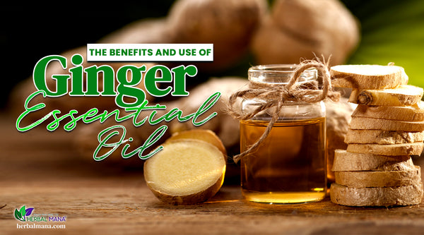 the benefits and use of ginger essential oil in clear glass jar with bow ginger oil ginger root slices sitting on wooden table