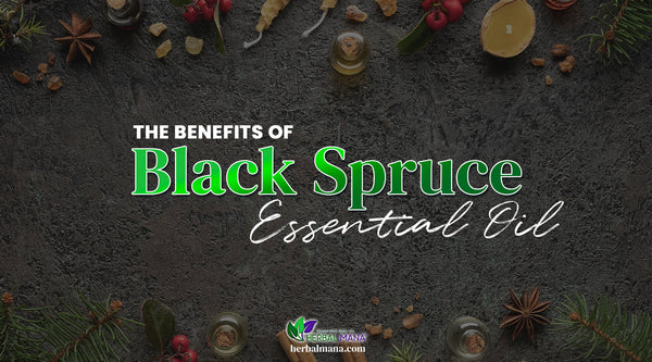the benefits and uses of black spruce essential oil spruce twigs essential oils berries resin sitting on stone table white and green text overlay