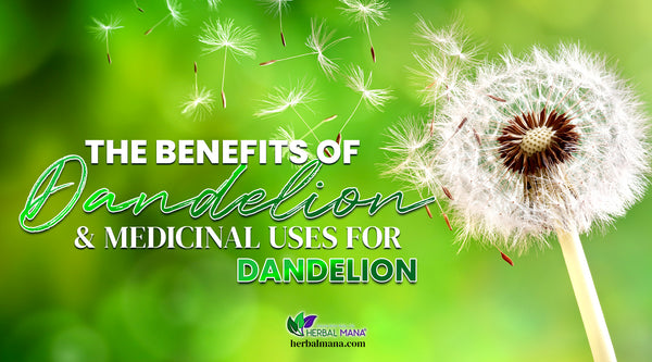 the benefits of dandelion uses for dandelion dandelion tea benefits dandelion seeds flying off the flower green blurred background white and green text
