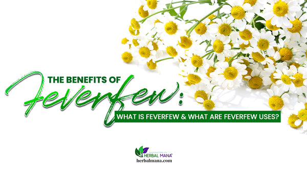 the benefits of feverfew what is feverfew what are feverfew uses feverfew flower laying on white table green and white text