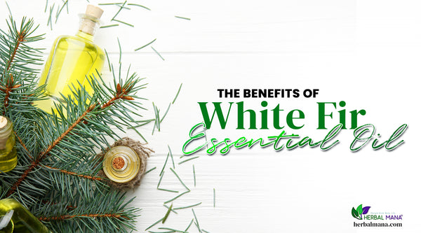 the benefits of white fir essential oil white fir branches and essential oil sitting on a white wooden table black and green gradient text overlay