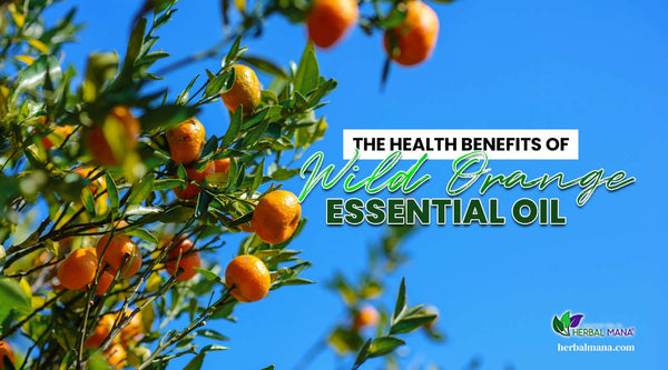 the health benefits of wild orange essential oil close up branches of an orange tree with ripe oranges blue sky