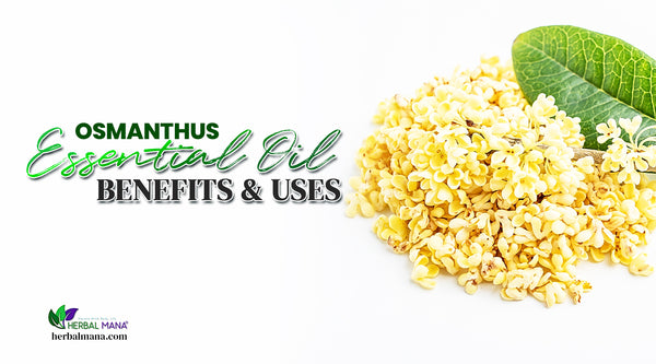 what is osmanthus osmanthus essential oil benefits uses osmanthus blooming flowers on branch with leaf behind them white background green and black text