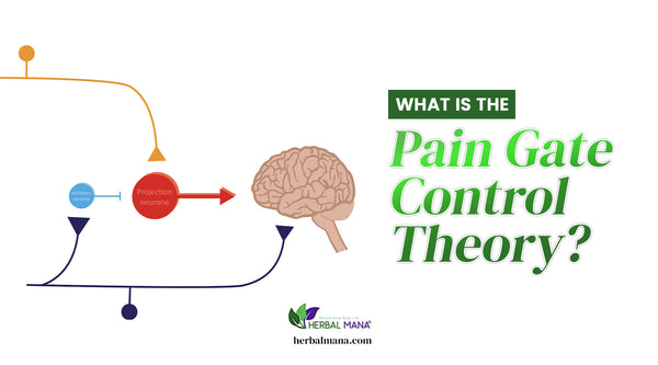 what is the pain gate control theory diagram with green text overlay